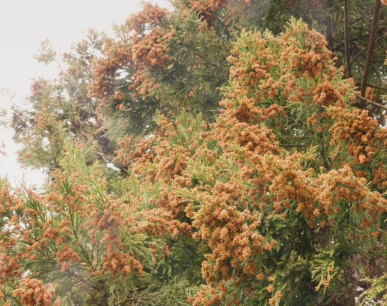 アレルギー性結膜炎とは